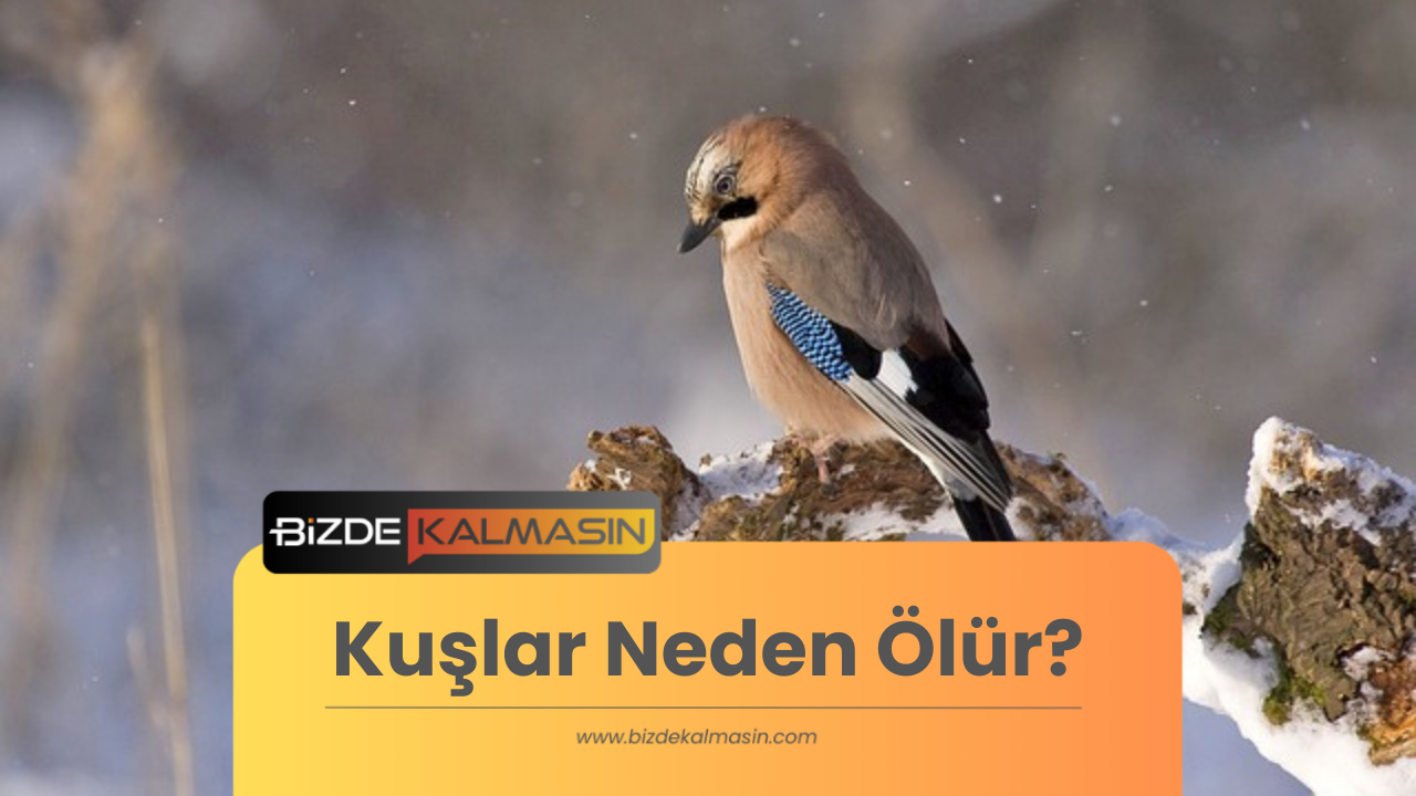 Kuşlar Neden Ölür?? Kuşlar Neden Ölür?