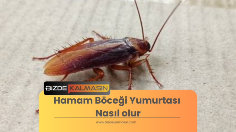 Hamam Böceği Yumurtası Nasıl olur? 🪳(Hamam böcekleri ne zaman yumurtlar)