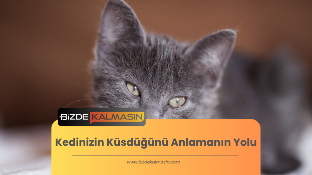 Kedinizin Küsdüğünü Anlamanın Yolu