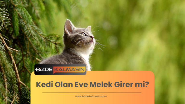 Kedi Olan Eve Melek Girer mi? Kedilerin Enerjisi ve İnançlarımız🐱