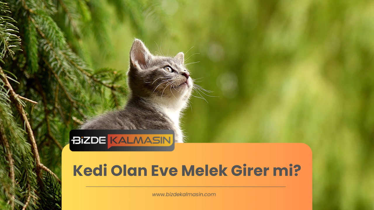Kedi Olan Eve Melek Girer mi?