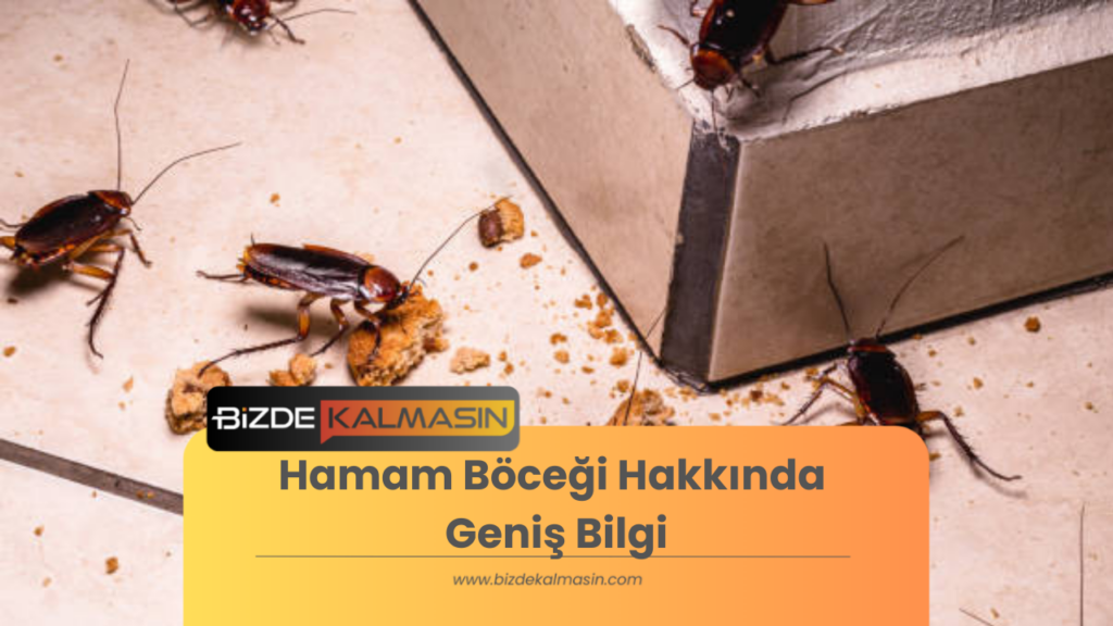 Hamam Böceği Hakkında Geniş Bilgi