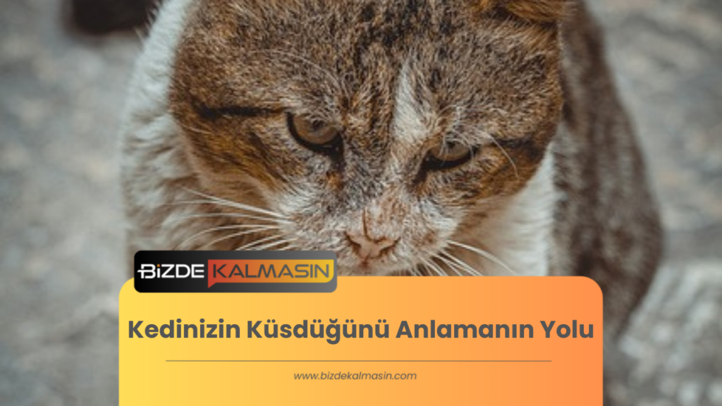 Kedinizin Küsdüğünü Anlamanın Yolu