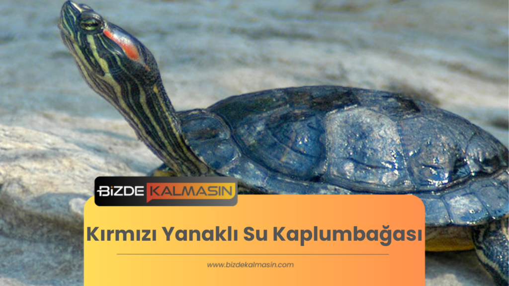 Kırmızı Yanaklı Su Kaplumbağası