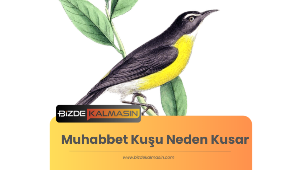 Muhabbet Kuşu Neden Kusar