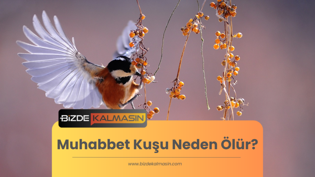 Muhabbet Kuşu Neden Ölür?