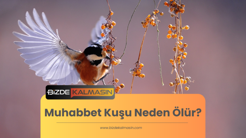 Muhabbet Kuşu Neden Ölür? 