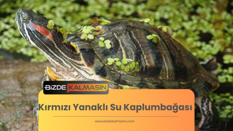 Kırmızı Yanaklı Su Kaplumbağası – Bakımı ve Beslenmesi