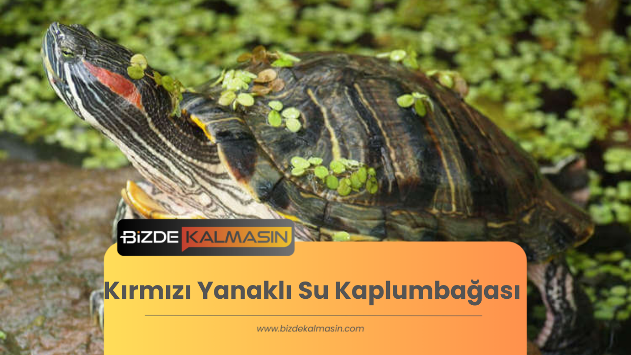 Kırmızı Yanaklı Su Kaplumbağası - Bakımı ve Beslenmesi Kırmızı Yanaklı Su Kaplumbağası