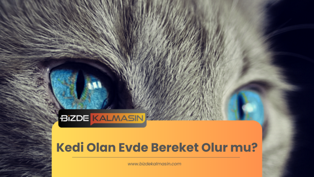 Kedi Olan Evde Bereket Olur mu?