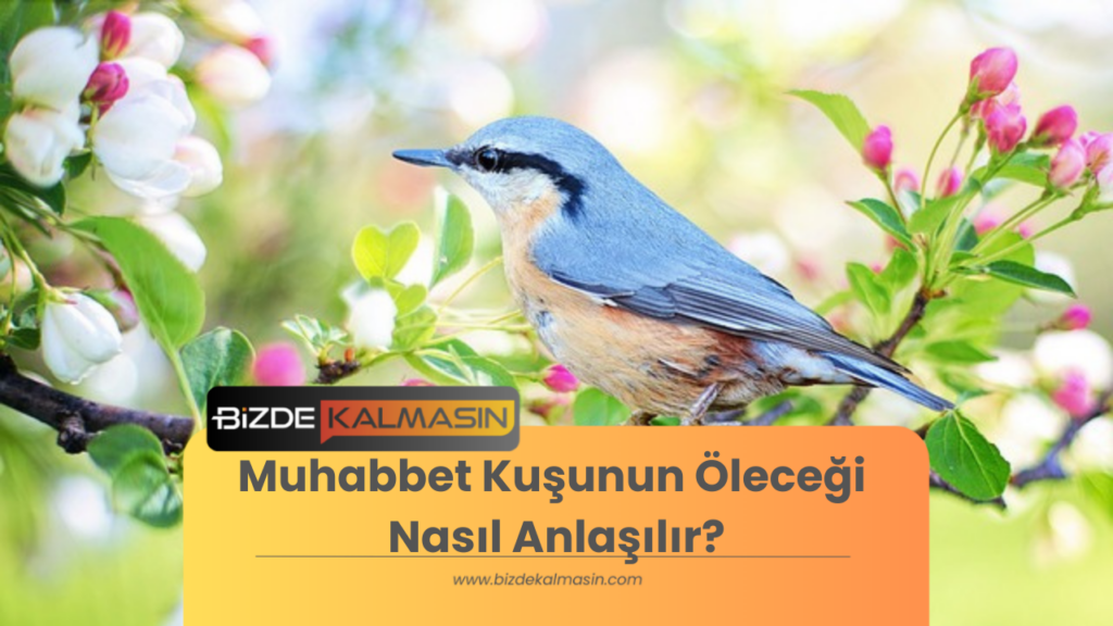 Muhabbet Kuşunun Öleceği Nasıl Anlaşılır?