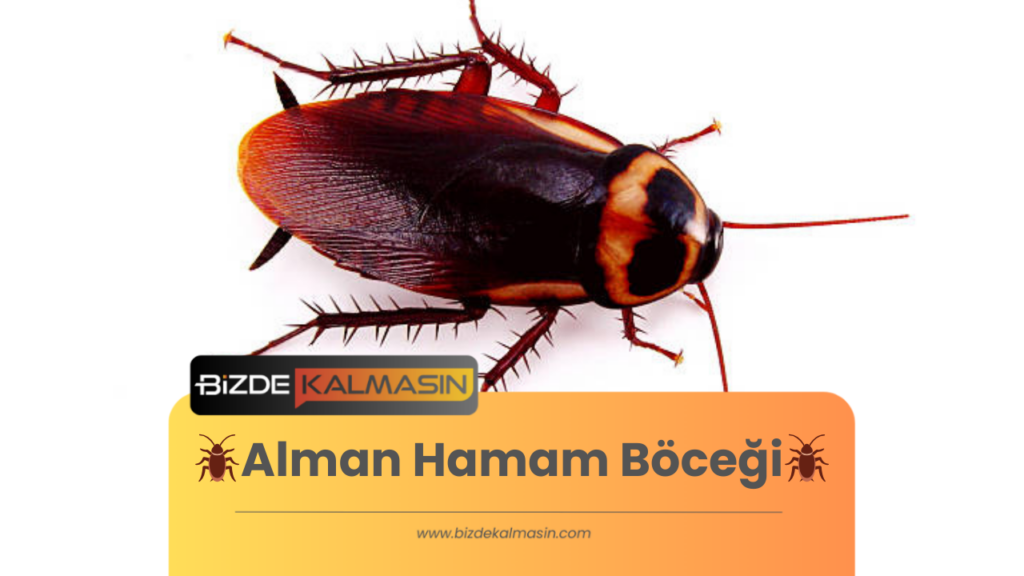 🪳Alman Hamam Böceği🪳