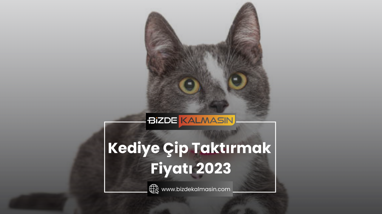 Kediye Çip Taktırmak Fiyatı 2025 - Tarım Bakanlığı Kediye Çip Taktırmak Fiyatı 2023