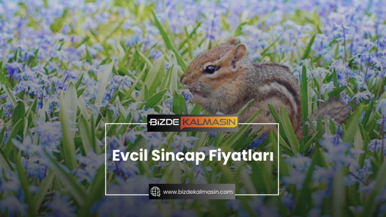 Evcil Sincap Fiyatları 2024