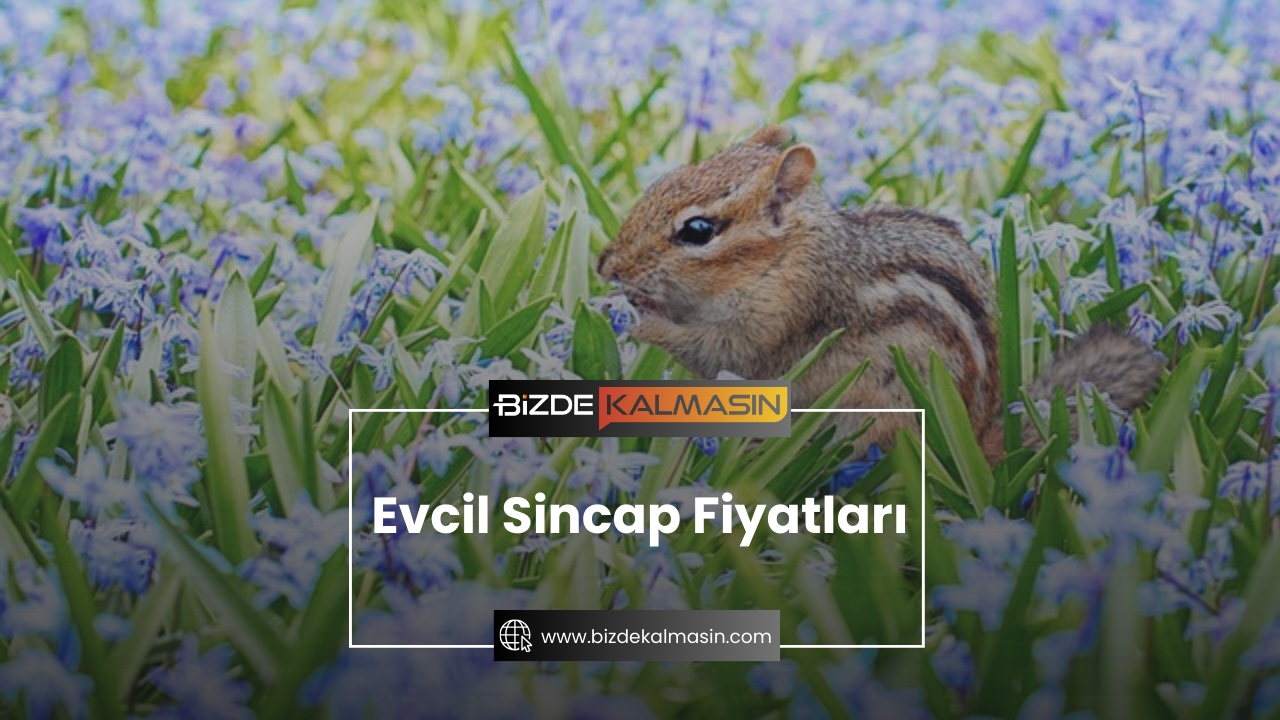 Evcil Sincap Fiyatları 2025 Evcil Sincap Fiyatları