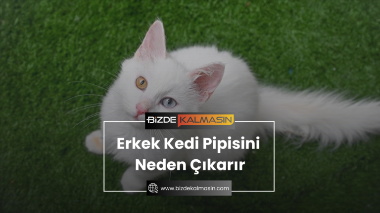 Erkek Kedi Pipisini Neden Çıkarır ? Erkek Kedi Pipisini Neden Yalar