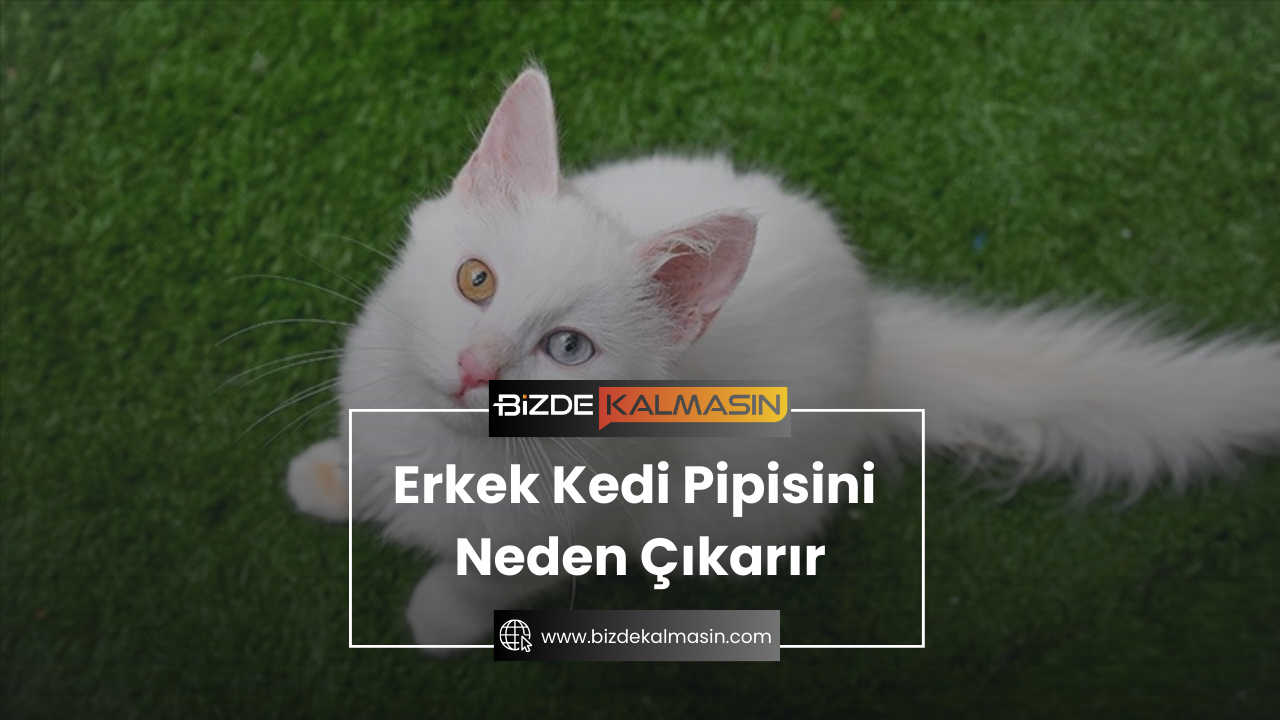 Erkek Kedi Pipisini Neden Çıkarır ? Erkek Kedi Pipisini Neden Yalar Erkek Kedi Pipisini Neden Çıkarır