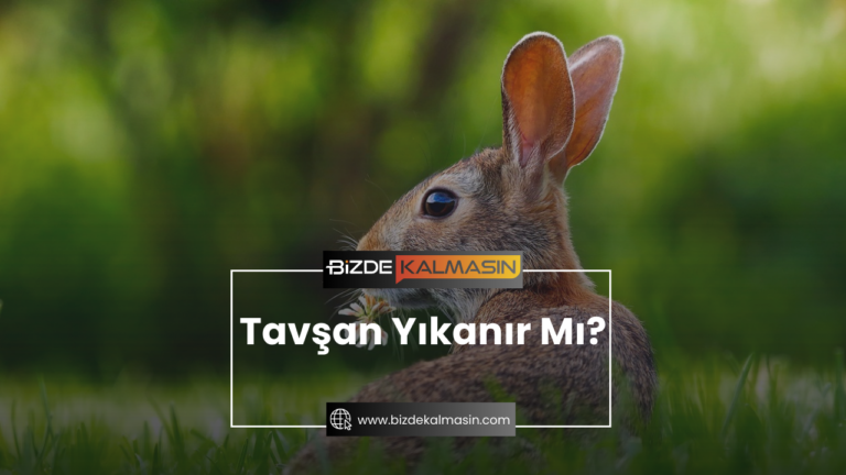 Tavşan Yıkanır Mı? – Yavru Tavşan Nasıl Yıkanır?