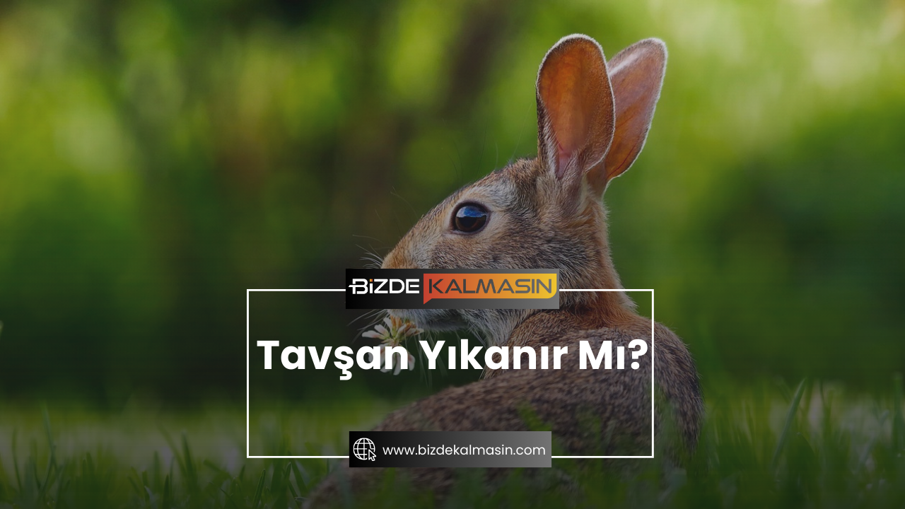 Tavşan Yıkanır Mı? - Yavru Tavşan Nasıl Yıkanır? Tavşan Yıkanır Mı?