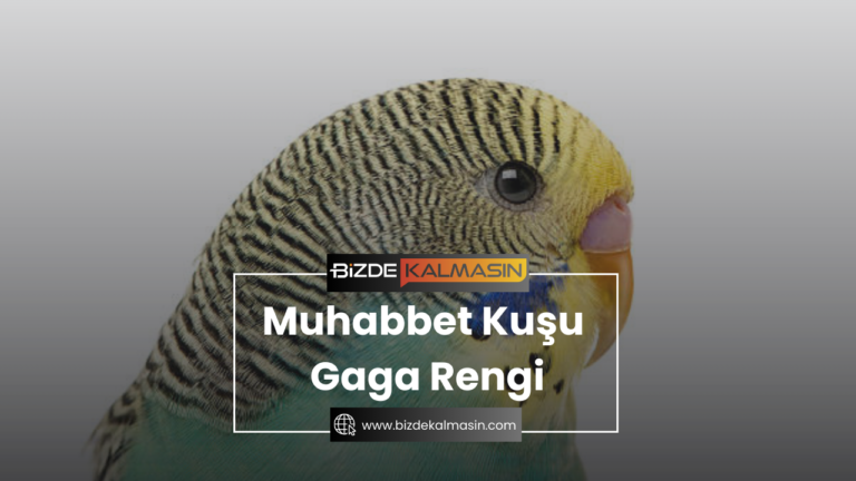 Muhabbet Kuşu Gaga Rengi – Dişi Muhabbet Kuşu Gaga Rengi