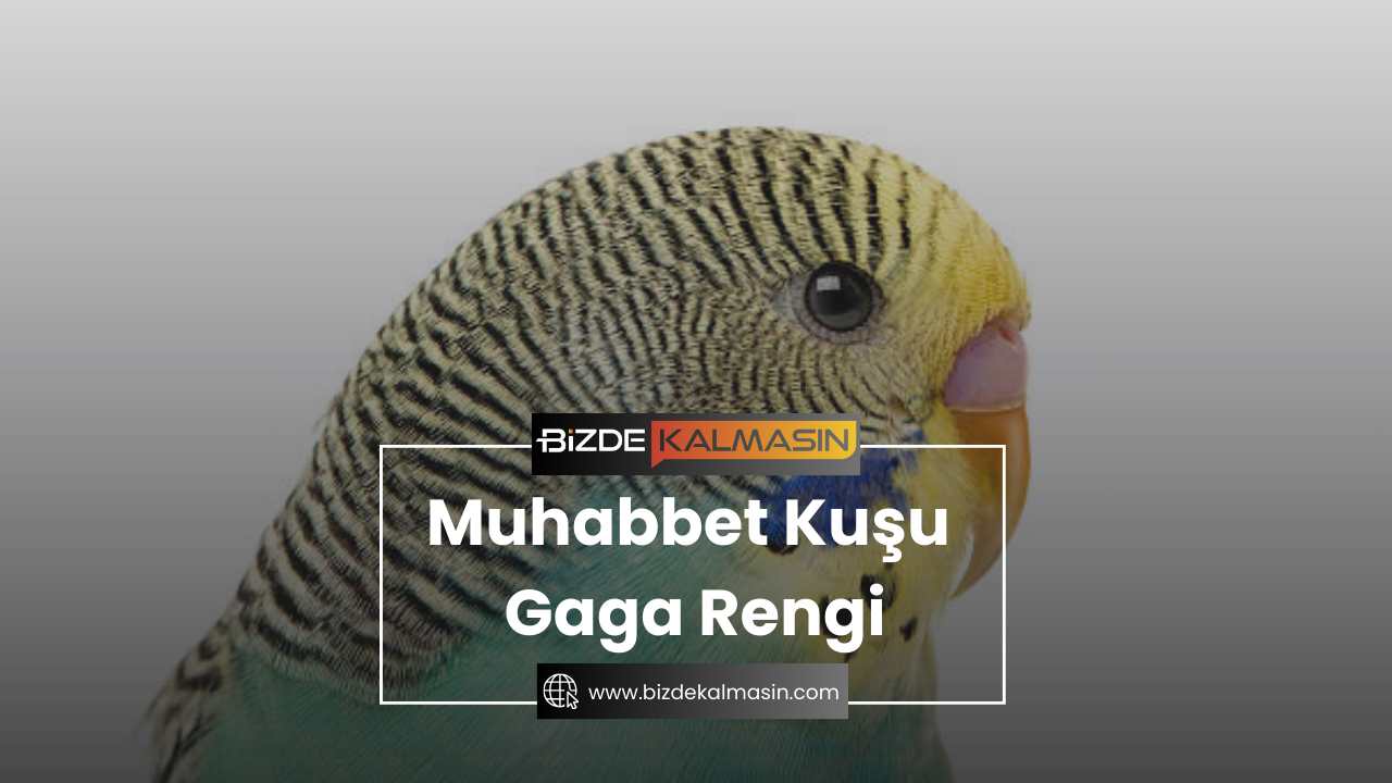 Muhabbet Kuşu Gaga Rengi