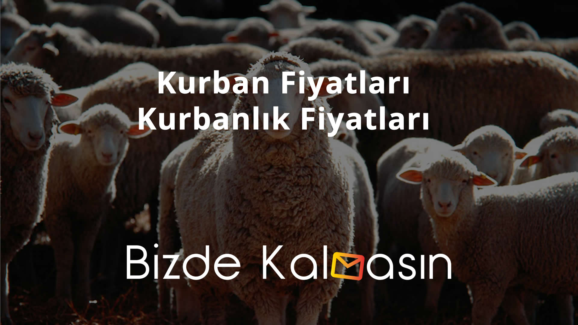 Kurban Fiyatları - Kurbanlık Fiyatları