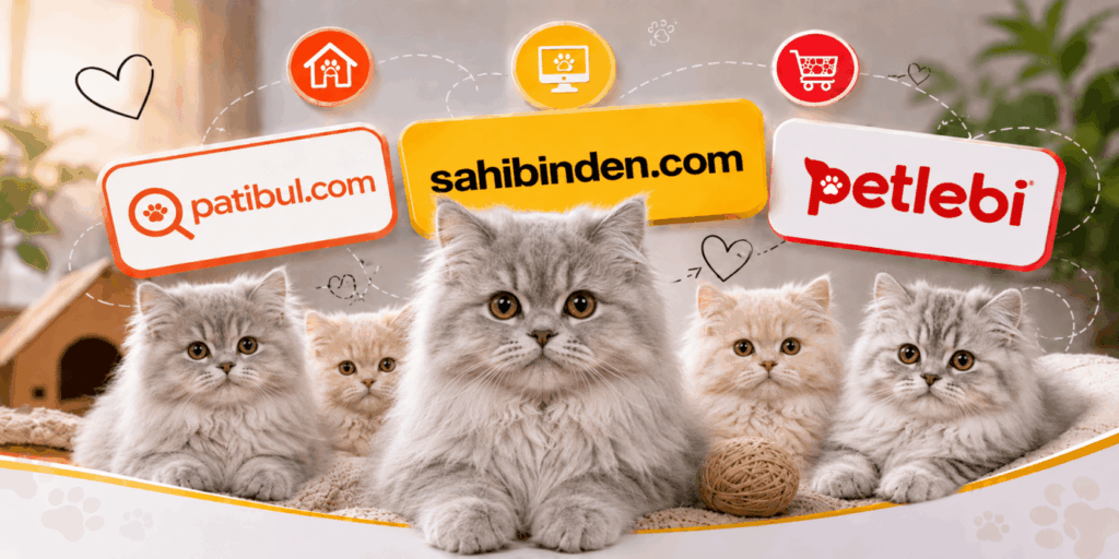 Türkiye'nin En İyi British Longhair İlan Sitesi Türkiye'nin En İyi British Longhair İlan Sitesi