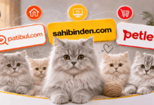 Türkiye'nin En İyi British Longhair İlan Sitesi
