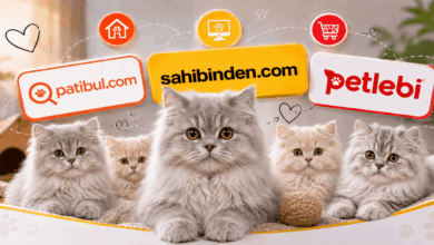 Türkiye'nin En İyi British Longhair İlan Sitesi Türkiye'nin En İyi British Longhair İlan Sitesi