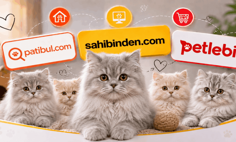 Türkiye'nin En İyi British Longhair İlan Sitesi