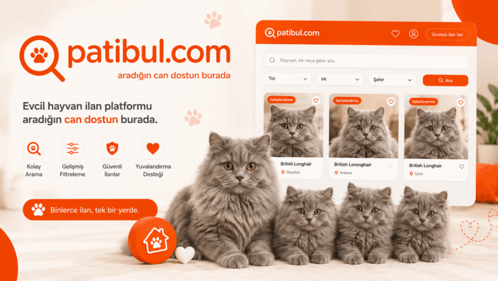 Türkiye'nin En İyi British Longhair İlan Sitesi Türkiye'nin En İyi British Longhair İlan Sitesi