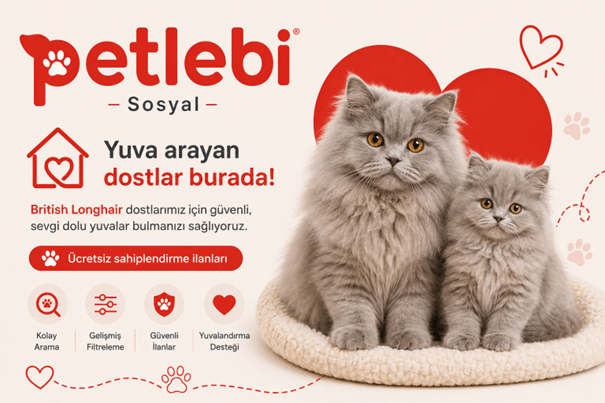 Türkiye'nin En İyi British Longhair İlan Sitesi Türkiye'nin En İyi British Longhair İlan Sitesi