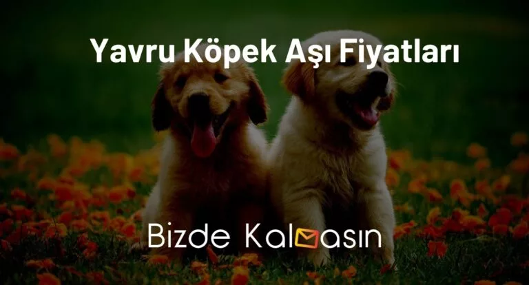 Yavru Köpek Aşı Fiyatları Ve Takvimi 2025