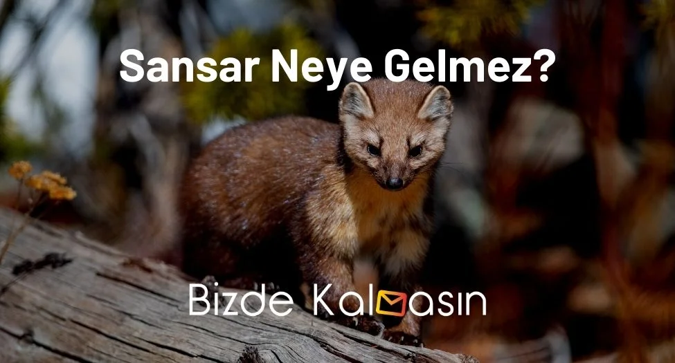 Sansar Neye Gelmez?