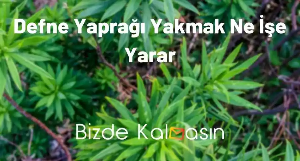 Defne Yaprağı Yakmak Ne İşe Yarar
