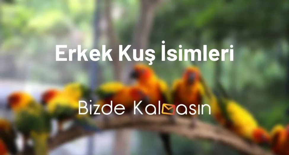 Erkek Kuş İsimleri