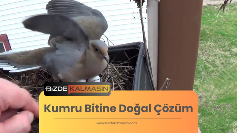 Kumru Bitine Doğal Çözüm 2024 – Kumru Biti Nasıl Temizlenir ?