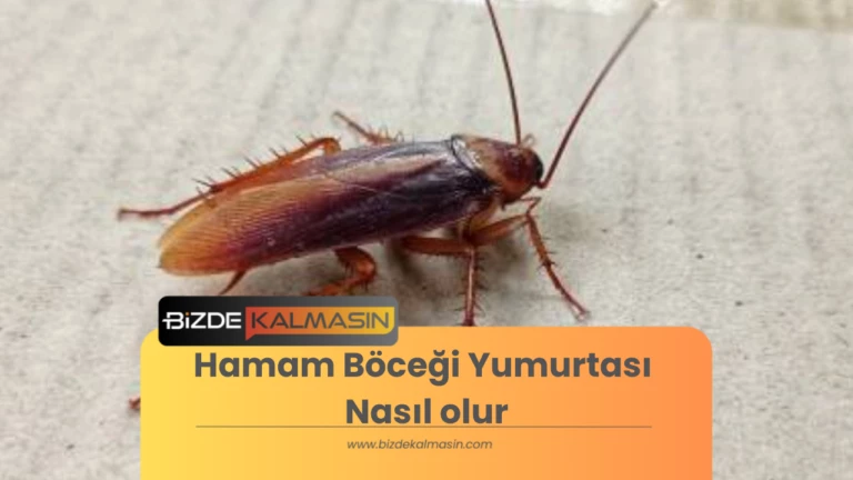 Hamam Böceği Yumurtası Nasıl olur? ?(Hamam böcekleri ne zaman yumurtlar)