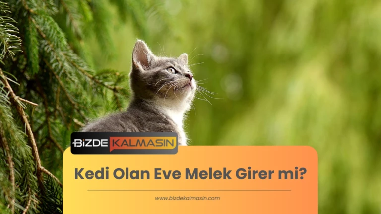 Kedi Olan Eve Melek Girer mi? Kedilerin Enerjisi ve İnançlarımız?