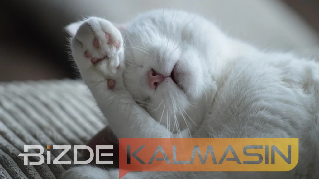 Kediye Çip Taktırmak Fiyatı 2025